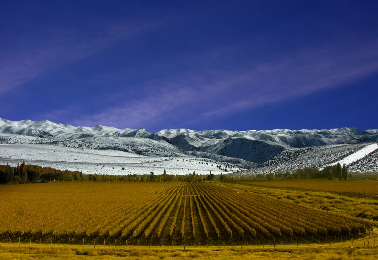 Rows of vines below snowy mountains in Mendoza, Argentina